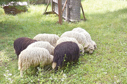 овца2.jpg